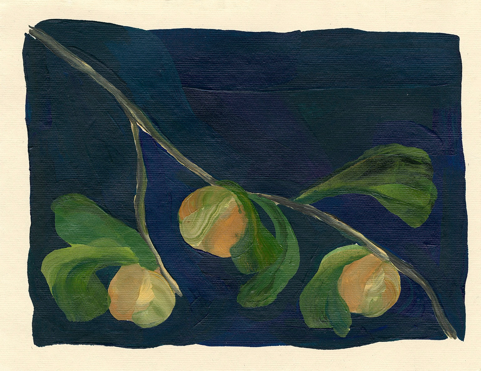 Apricot V