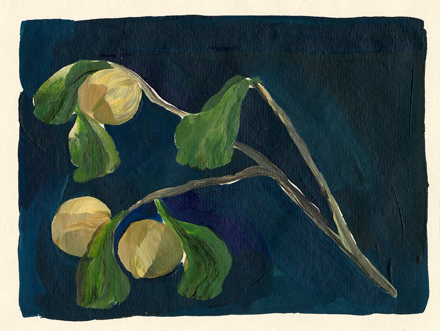 Apricot X