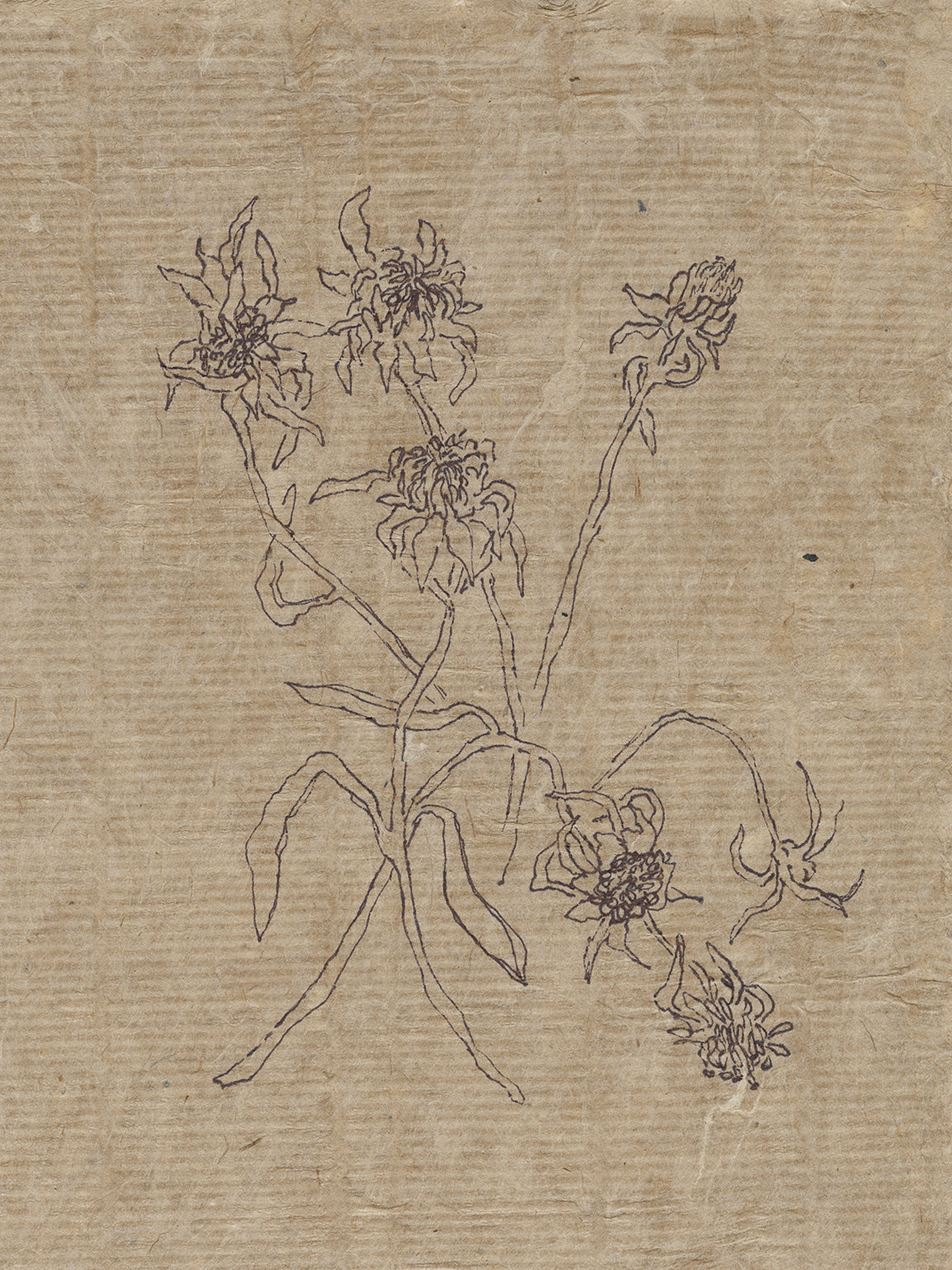 Flora II