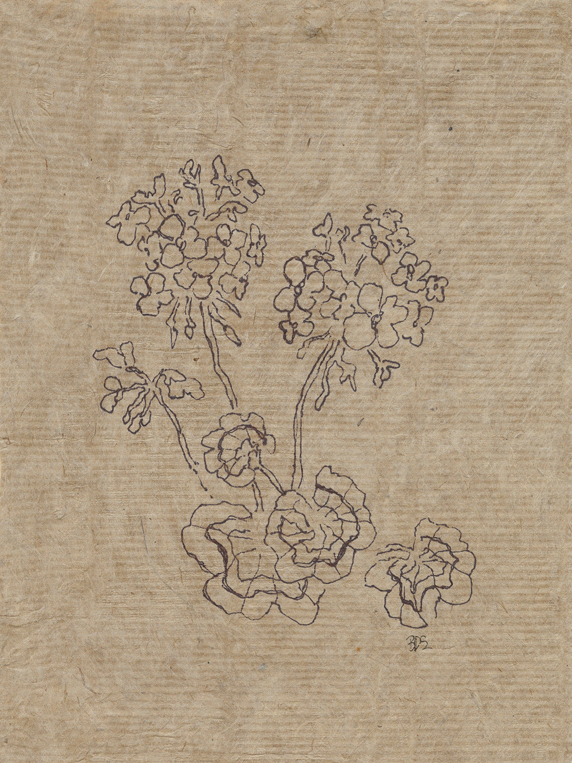 Flora IV