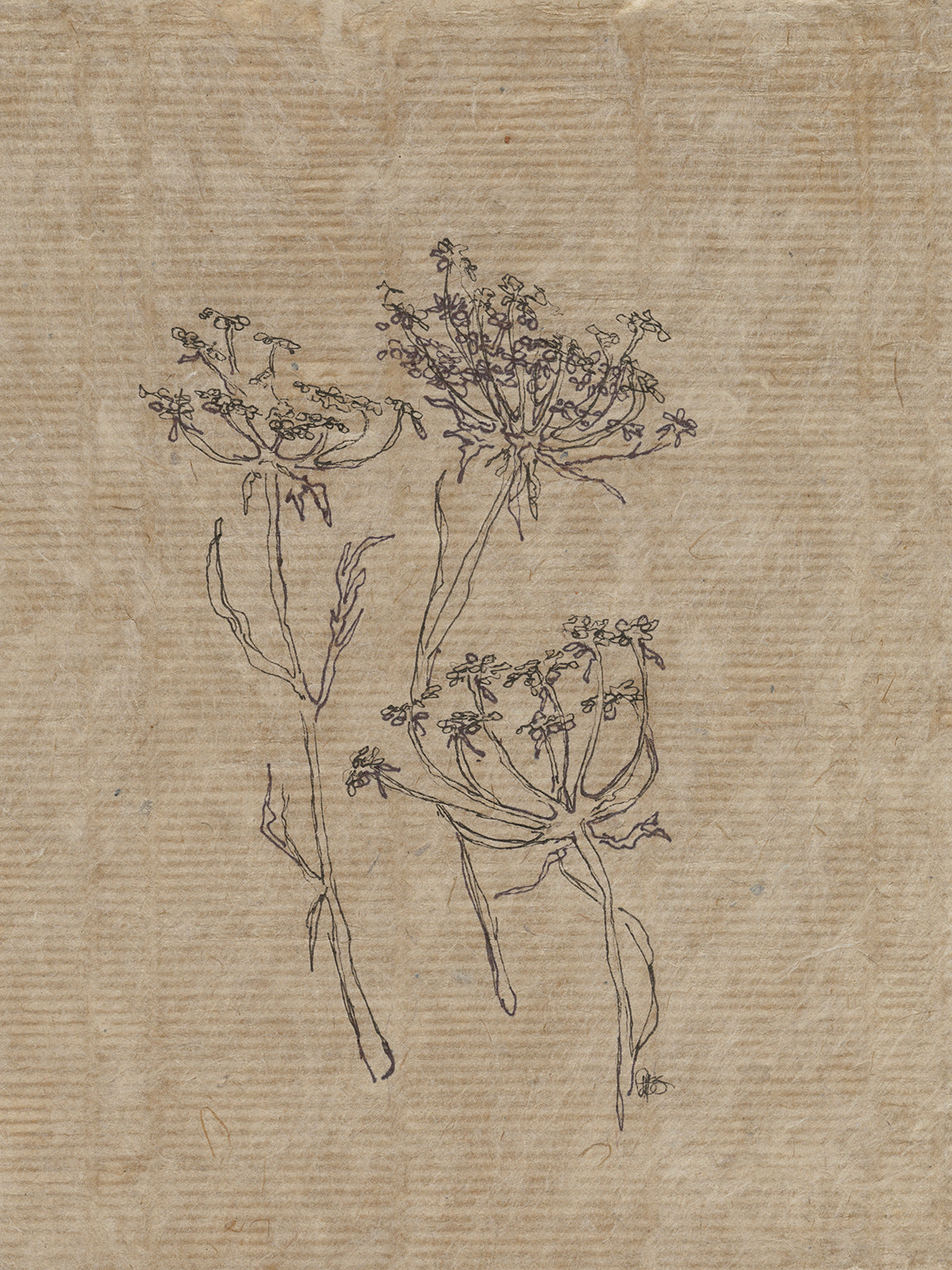 Flora V