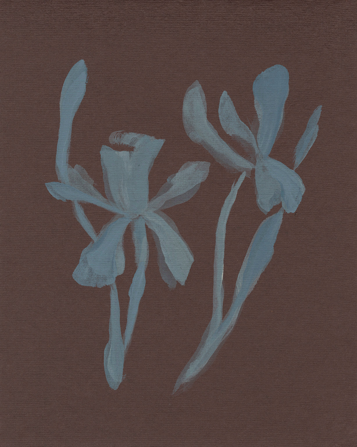 Flora XVIII