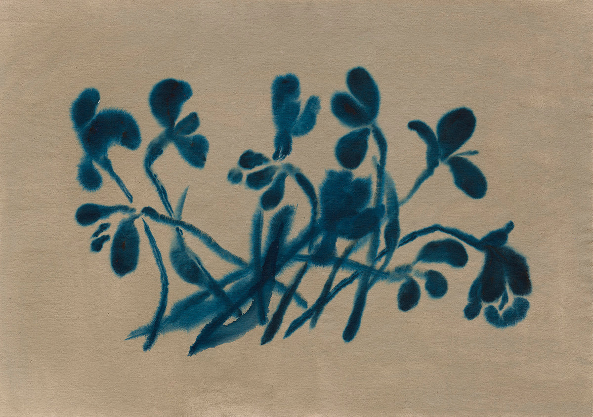 Poppies IV